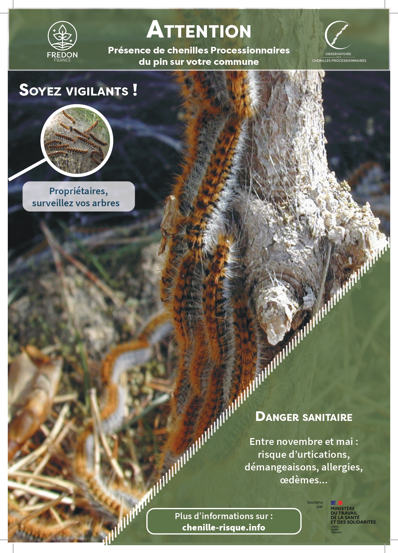 Chenilles processionnaires